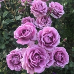 Shocking Blue / Шокинг Блю